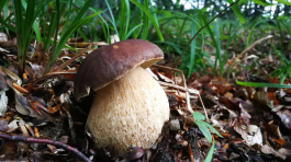 IMG_20190624_145300 (Large)